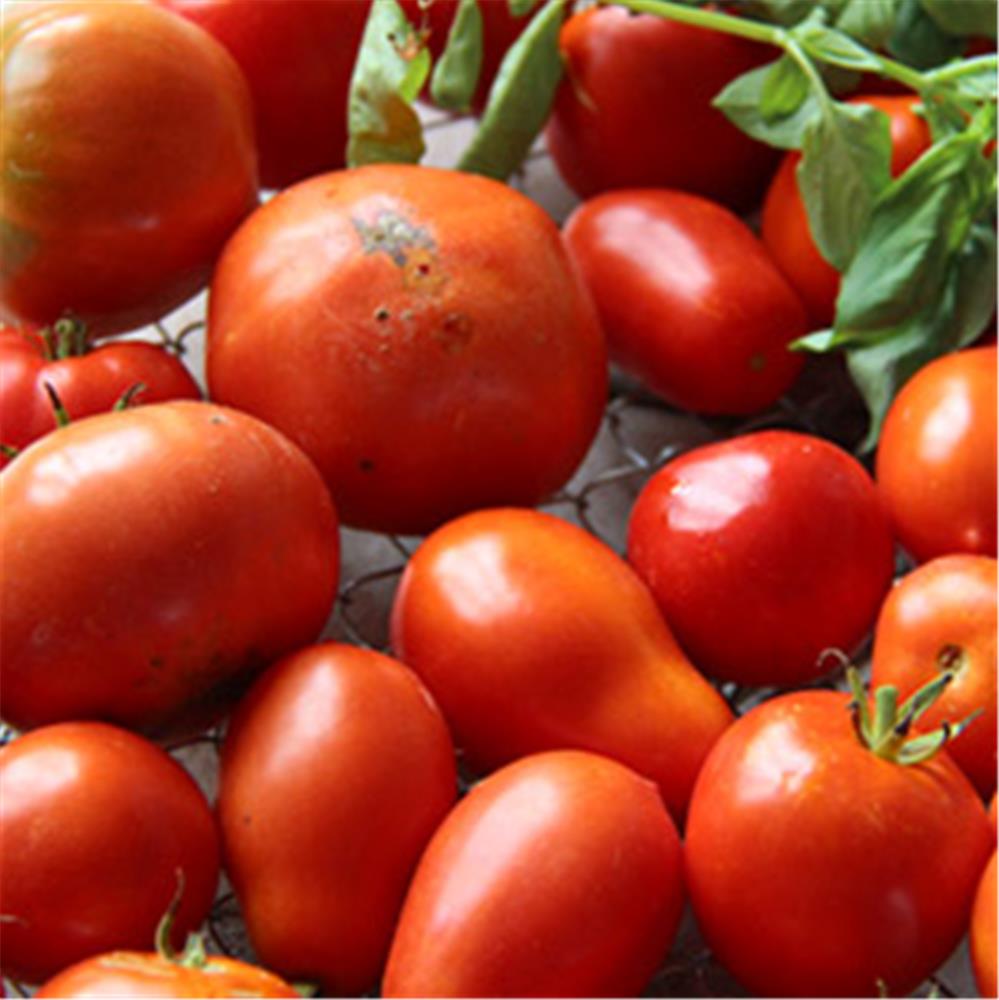 Tomate : plantation, entretien - Côté Maison