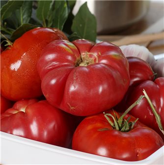 Trop de tomates au jardin, que faire de ce surplus ?